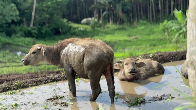Two water buffalo calf soaking activities in a muddy pond. Best nature animal wildlife clips.