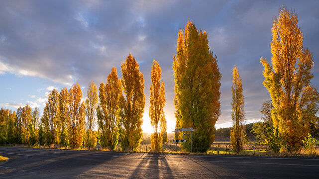 Low angled view of a row of roadside poplars trees in Autumn colours backlit by a setting Sun
