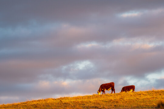 Low angled view of cows on a hillside in golden light with a big colourful sky behind