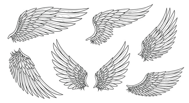 Detailed black and white line art illustrations showcase a collection of various avian and angelic wings, perfect for design elements.