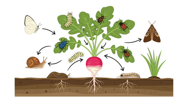 Common garden pests, including insects, slugs, and snails, inflicting damage on a radish plant above and below the soil.