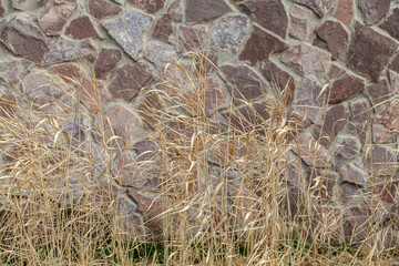 Wall made of stone and a bunch of dry grass growing on it