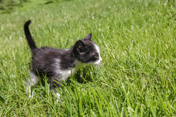 A playful black and white kitten exploring the green grass with curiosity