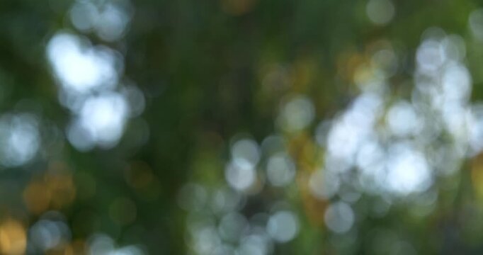 Explore serene beauty of nature with a focus blurred foliage and vibrant leaves.