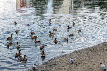 Group of ducks are swimming in a pond