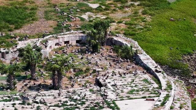 Aerial footage of Castle Pinckney reveals the overgrown remains of this 19th-century harbor defense fort, now partially in ruins, situated on Shutes Folly Island in Charleston Harbor