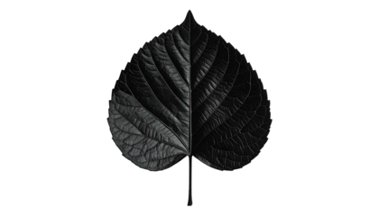Black monochrome leaf, split vertically, isolated against a solid black background