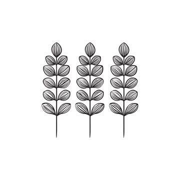  Indigofera icon line art garden plant