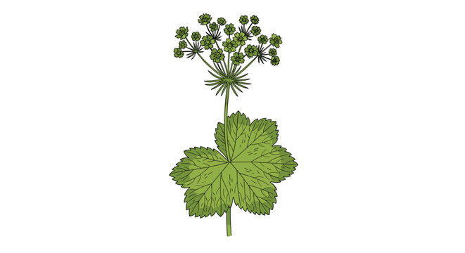 Detailed botanical illustration of a Masterwort or Astrantia plant, showing its unique star-like flower head and palmate leaves.