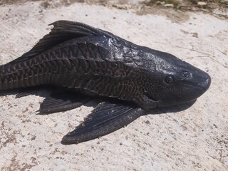 Dark Armored Pleco Catfish Resting on Concrete Surface