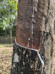 White latex sap flowing down the textured bark of a rubber tree in a forest setting
