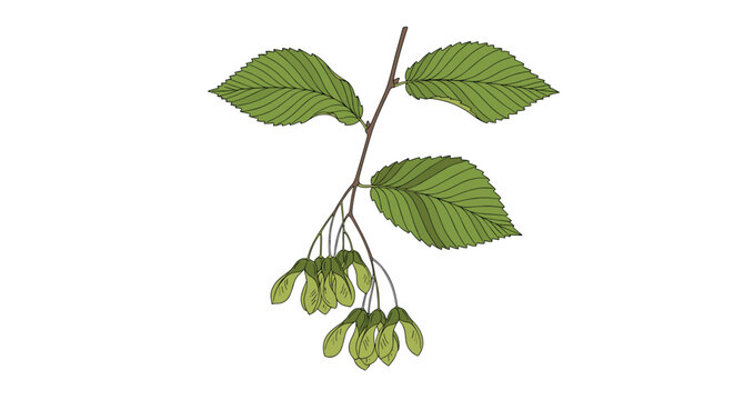 Botanical illustration of a flowering elm tree branch, showcasing its toothed green leaves and clusters of flat, winged seeds or samaras.