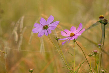Cosmos flowers in golden morning light on the Highveld of South Africa
