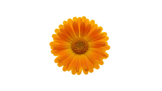 Orange Calendula Flower Isolated on Black - Powered by Adobe