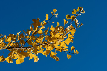 Golden yellow Ginkgo tree (Ginkgo biloba), ginko maidenhair tree leaves stand out vividly against clear, bright blue sky, creating striking autumn contrast. Nature concept for design