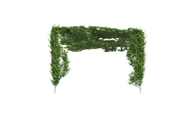 Only ivy for a trellis without a trellis png alpha channel
