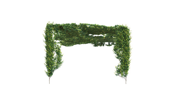 Only ivy for a trellis without a trellis png alpha channel