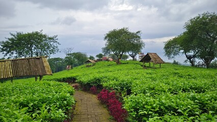Green tea plantation with a stone path leading through fresh leaves, rustic huts, and trees under a calm, cloudy sky.