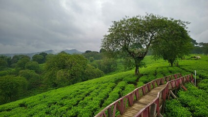 Lush green tea plantation with a wooden bridge winding through rolling hills under cloudy skies, offering a calm rural landscape.