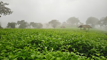 Misty green tea plantation with fresh leaves stretching across rolling hills, dotted with wooden huts and trees in a calm morning scene.