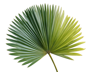 Isolated, radiant fan-shaped leaf with varied tones, radiating from a central stem