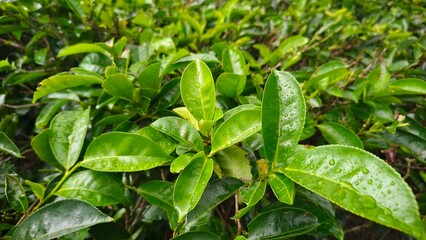 Fresh green tea leaves with water droplets, growing in a lush plantation, symbolizing nature,...
