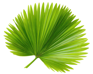 Close-up of a vibrant green tropical palm frond with a radial fan-like pattern against a dark background