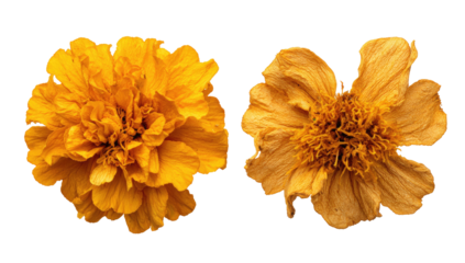 Two vibrant golden flowers, one fresh and the other withered, against a stark black backdrop