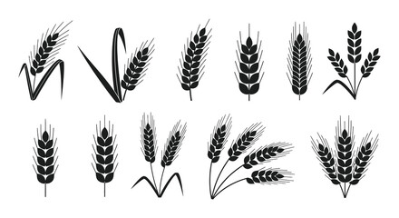 A collection of various wheat stalks and grain heads depicted in a dark striking silhouette © Bsicon02