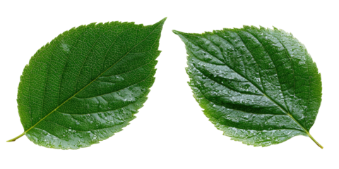 Two vibrant green leaves set against a stark black backdrop, displaying detailed venation and textures