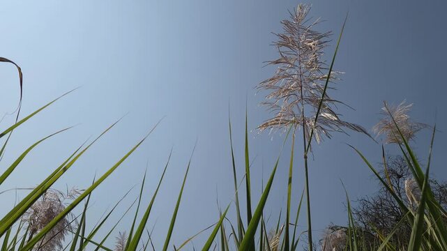 Sugarcane flowering signals maturity, demanding timely harvest to avoid sucrose loss, weight reduction, and logistical issues. Management strategies like rapid cutting, milling, and correct storage.