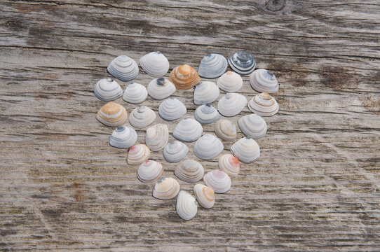 Mussels arranged in heart shape on wooden bench at Amrum Northsea Germany
