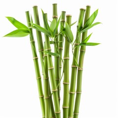 Fototapeta premium Green bamboo shoots are growing closely together against a white background