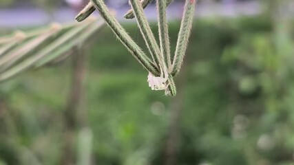 Small white crab spider waiting for prey on green grass flower.