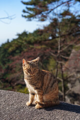 Obraz premium cat on the rocks