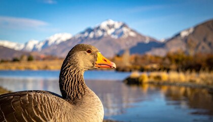 Here’s a **cute close-up goose prompt** you can use:  **Prompt:** *Adorable close-up photograph of a goose, focusing on its round curious eyes, soft white feathers, and gentle orange beak. The goose h © Abdul