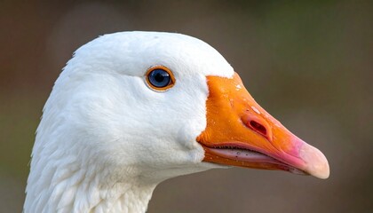 Here’s a **cute close-up goose prompt** you can use:  **Prompt:** *Adorable close-up photograph of a goose, focusing on its round curious eyes, soft white feathers, and gentle orange beak. The goose h © Abdul