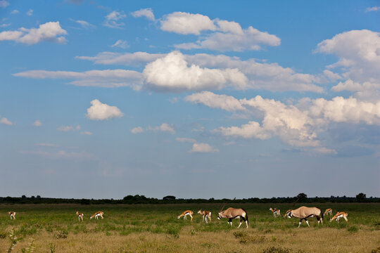 Gemsbok and springbok antelopes grazing in Central Kalahari Botswana