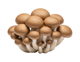 Close-up shot of a cluster of brown beech mushrooms, showing their caps and stems.