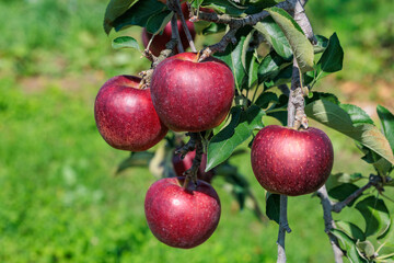 Obraz premium Close-up of delicious Akibae apples in an autumn orchard.