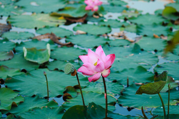 The lotus flowers bloom in the morning, illuminated by the sunlight, creating a beautiful scene.