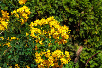 Obraz premium Yellow argentine Senna flower blooming in autumn garden.