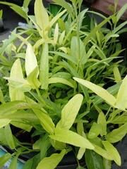 Obraz premium Water Spinach Plant with Green Leaves