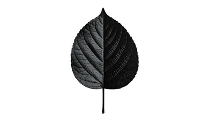 A grayscale leaf split down the middle with light and dark tones against a stark black background