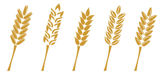 grain wheat icon
