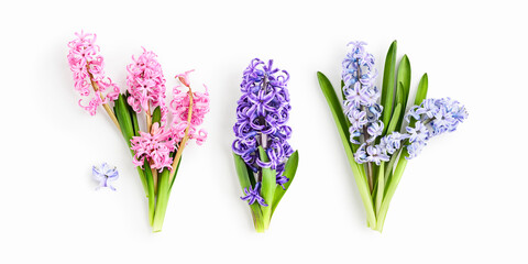 Hyacinth flowers with stem and leaves in pink, purple and blue colors photography isolated on white background