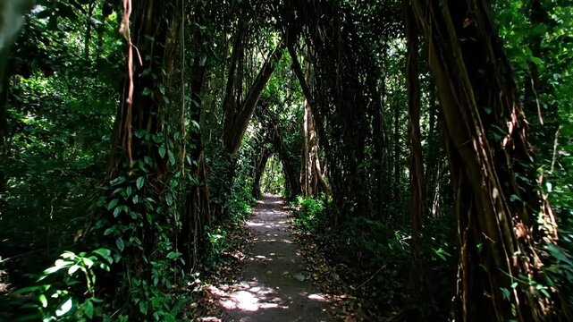 Path through a lush green forest with a natural archway of intertwining trees and foliage