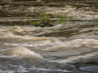  Green Weeds On Rock In The Fast Water