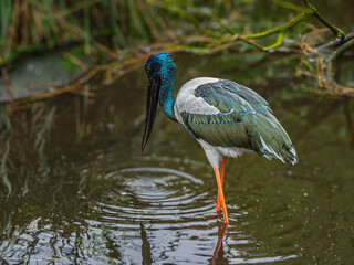 Lovely Jabiru Black Necked Stork