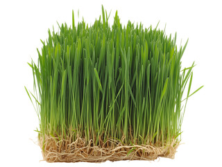 Fresh green wheatgrass with roots for health, nutrition, and natural concepts, isolated on white background